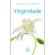 Virgindade